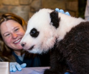The countdown is on for the return of giant pandas to Smithsonian's National Zoo. Photo courtesy of the zoo