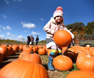 Pumpkin patches near NYC: Demarest Farms