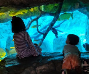 Tips and Secrets to the Houston Zoo with Kids