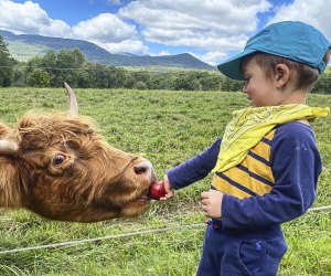 Picture of a child feeding a cow at Trapp family Lodge, Vermont.