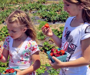 Fill your baskets with ripe strawberries at Garden of Eve in Riverhead. Photo courtesy of the farm