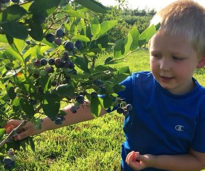 Come July, farm-fresh blueberries are ready for pick-your-own fun atWindy Acres Farm.