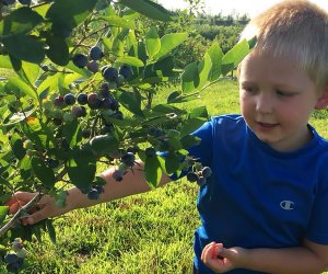 Come July, farm-fresh blueberries are ready for pick-your-own fun at Windy Acres Farm.