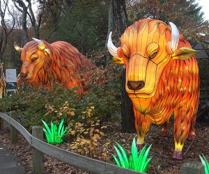 The Bergen County Zoo's holiday lantern show, 