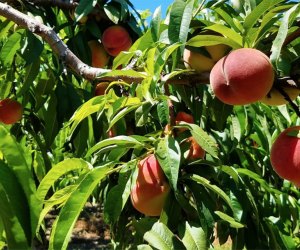 Peach picking near NYC Lewin Farms