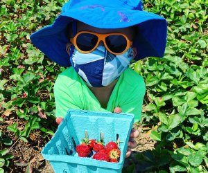 Child in field holding strawberries