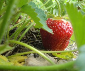 Go strawberry picking on Long Island to pick one of these beauties