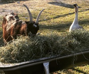 Goose and goat eating at The Lewis Oliver Farm and Sanctuary