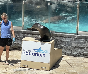 Long Island Aquarium Sea Lion Show