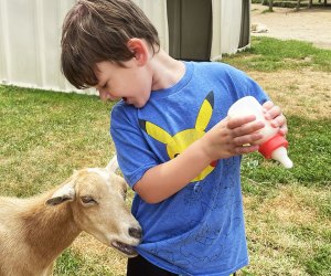 Everything is on the menu for the goats at the Animal Farm and Petting Zoo.