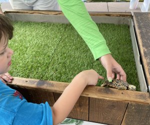 boy getting to touch a turtle