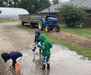 Toddlers too young for Suffolk County Farm’s summer camp can still get in on the fun with their Learn and Play program.  Photo by Gina Massaro