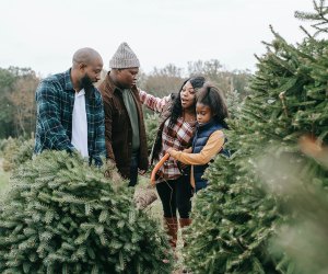 Find the perfect tree on a family outing. Photo by Any Lane