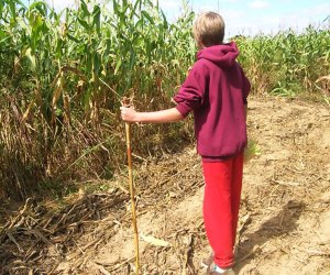 Corn maze near Long Island Glover Farms