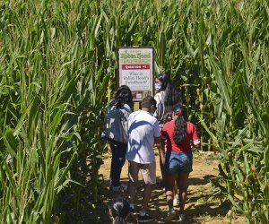 The corn maze at Harbes Family Farm  in Mattituck is fun for the whole family. 