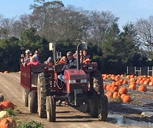 Hayrides on Long Island Hank's PumpkinTown