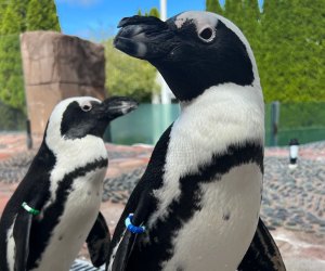 The Long Island Aquarium has a 120,000-gallon shark tank, year-round sea lion shows, and a super-cute African penguin population. Photo courtesy of the aquarium 