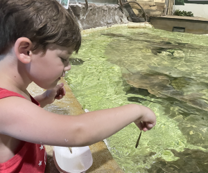 Long Island Aquarium child feeding stingrays