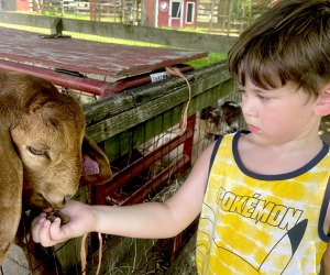 feeding the animals at the Suffolk County Farm and Education Center.