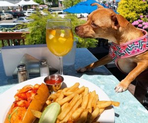 outdoor dining dog dining at a table