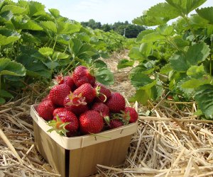 Long Island Island Strawberry picking at Condzellas’s Farm.