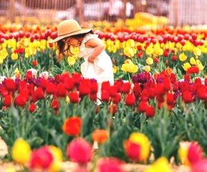 Close to 500,000 tulips and other spring bulbs will bloom at Waterdrinker Family Farm & Garden. Photo courtesy of the farm 