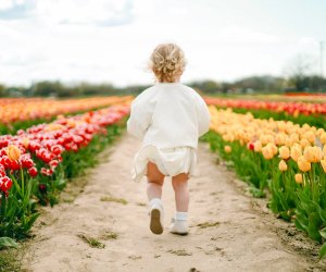 Close to 500,000 tulips and other spring bulbs will bloom at Waterdrinker Family Farm & Garden. Photo by @nics photography