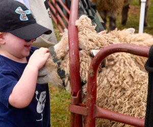 Hallockville Museum Farm Fleece & Fiber Festival features fiber artisans sharing handmade and authentic works for sale, shearing demonstrations and exceptional four-legged guests! Photo courtesy of the festival