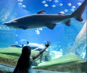 With the Downtown Deals Travel Pass, you’ll get discounts on family-friendly attractions like the Long Island Aquarium.