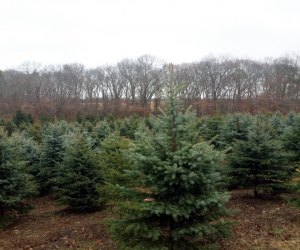 Lewin Farms has plenty of cut-your-own Christmas trees