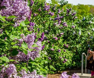 Lilac lovers have flocked to The New York Botanical Garden to see and smell these flowers since 1896. Photo courtesy of NYBG