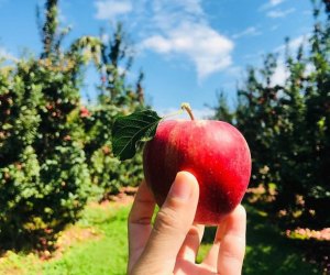 Enjoy picking and other family-friendly activities at Linvilla Orchard. Photo courtesy of the orchard