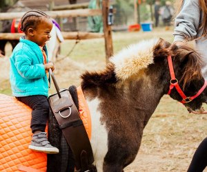 Pony rides always bring out smiles at Linvilla Orchards. Photo courtesy of the orchard
