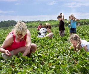 strawberry picking at Linvilla Orchards