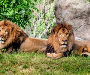 Photo of lions at Franklin Park Zoo - 100 Things To Do in Boston