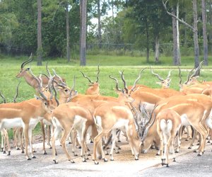 Antelope at Lion Country Safari