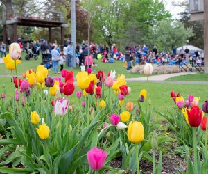 Celebrate spring at Huntington Village's annual Tulip Festival. Photo courtesy of Living Huntington