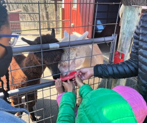 You can feed the alpacas by hand at Little Lost Creek.