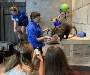 Swim with Sharks, Meet Penguins, and Other Animal Experiences at the Long Island Aquarium