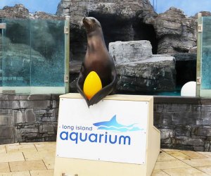 Be on the lookout for Easter eggs scattered throughout the Long Island Aquarium. Photo courtesy of the aquarium