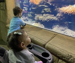 There's always something new and colorful to see at the Long Island Aquarium. Photo by Gina Massaro