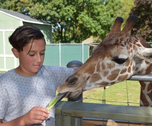 Feed a giraffe.