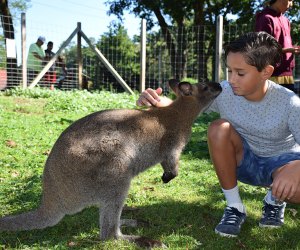 pet a kangaroo