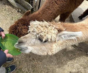 Long Island Game Farm: Kids feed alpacas