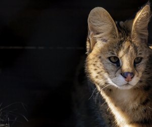 Long Island Game Farm: Serval Cat
