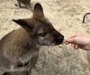 Long Island Game Farm: Feeding a wallaby