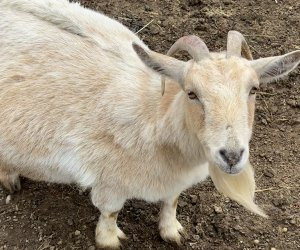 Visiting Harbes Family Farm with Kids: Farm animals goats