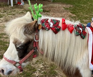 Visiting Santa's Christmas Tree Farm: Hop on a pony for a ride