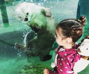 Introduce your toddler to the otters at the Long Island Aquarium.