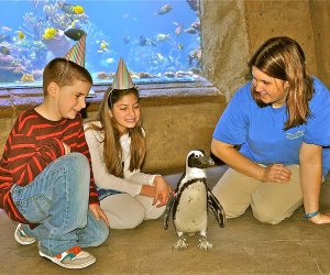 <i>Party guests can mingle with penguins at Long Island Aquarium.</i>